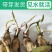 池塘大型观赏荷花苗种藕苗莲藕种苗盆栽荷花种根苗莲藕苗