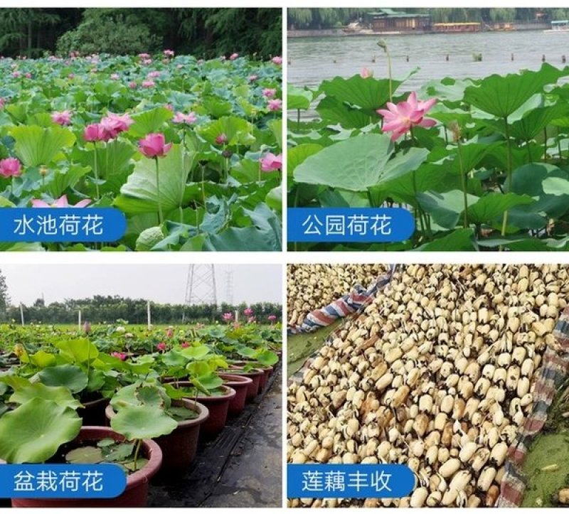 池塘大型观赏荷花苗种藕苗莲藕种苗盆栽荷花种根苗莲藕苗