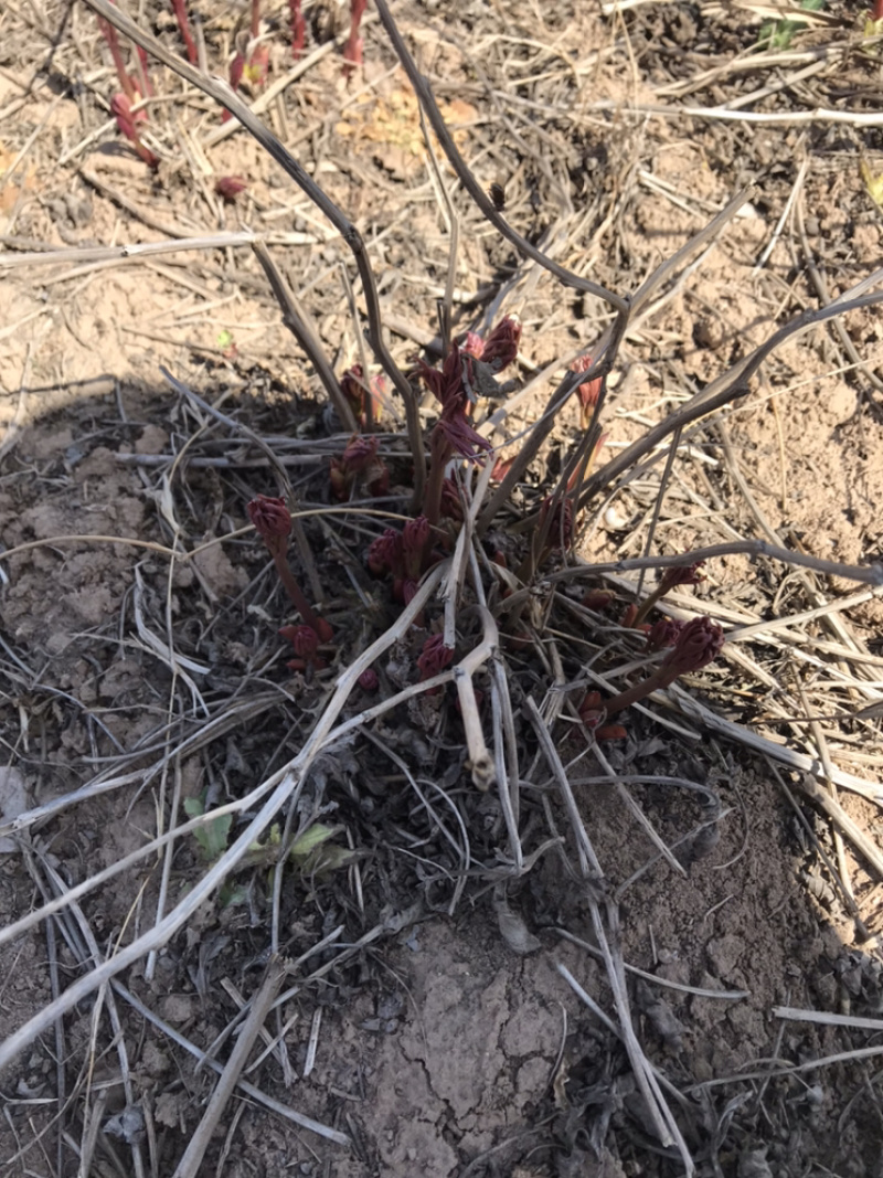 白芍牙子种植成活率高全国都可以种对土地要求不高