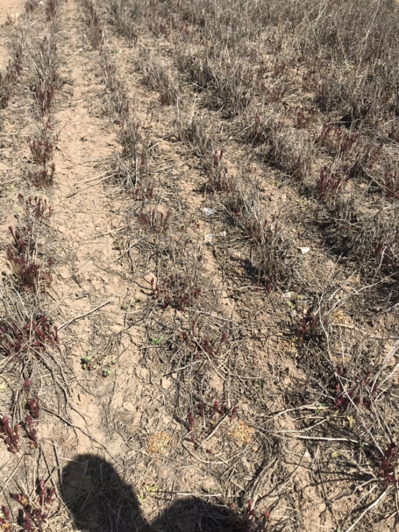白芍牙子种植成活率高全国都可以种对土地要求不高