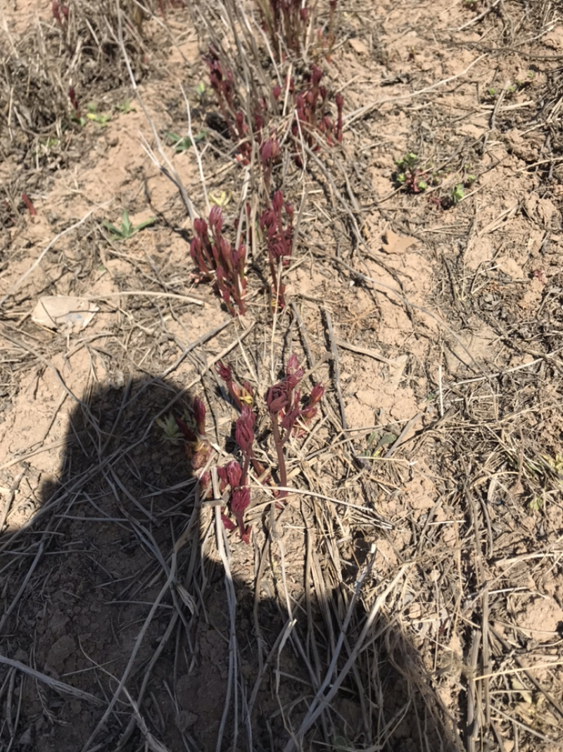 白芍牙子种植成活率高全国都可以种对土地要求不高