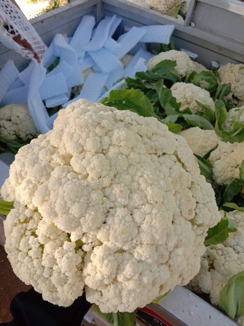 菜花