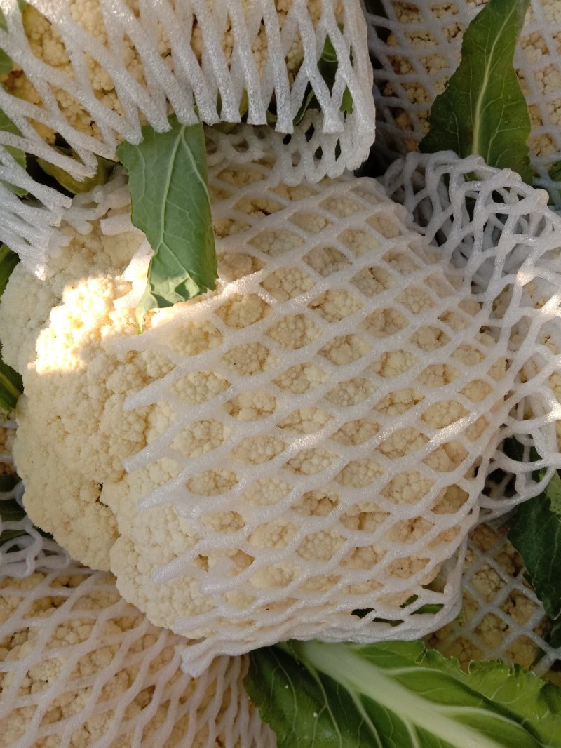 菜花