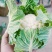 紧密型白花菜2～3斤花色亮白保质保量《诚信互赢代发全国》