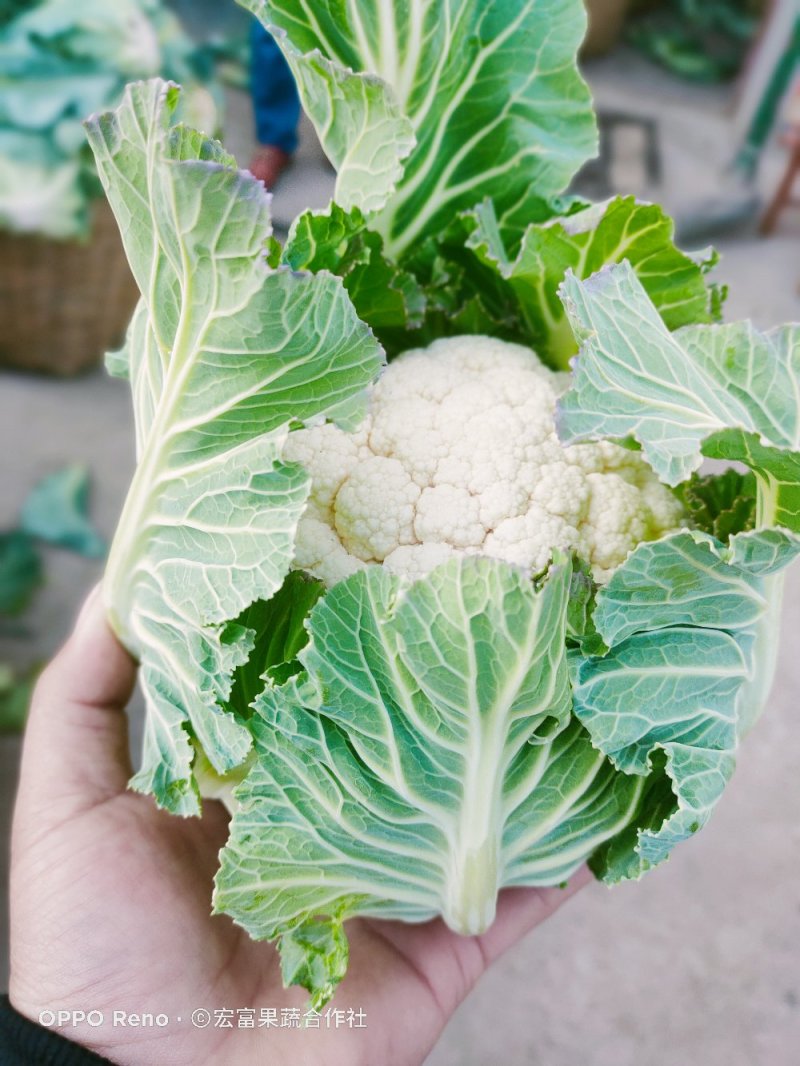 紧密型白花菜2～3斤花色亮白保质保量《诚信互赢代发全国》
