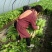 华卅区圆叶白笋莴笋莴苣陆续上市欢迎客户看货订购谢谢