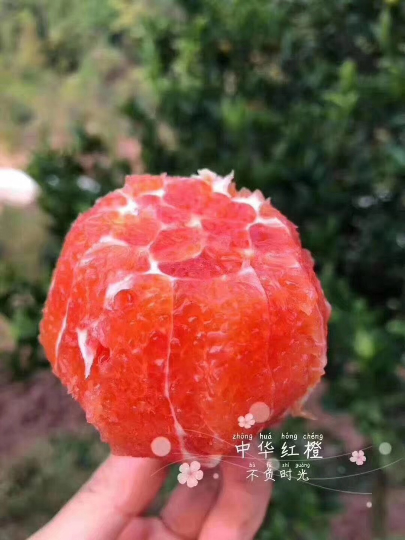 秭归中华红伦晚果冻橙，黑美人巧克力橙夏橙等多品种鲜果供货