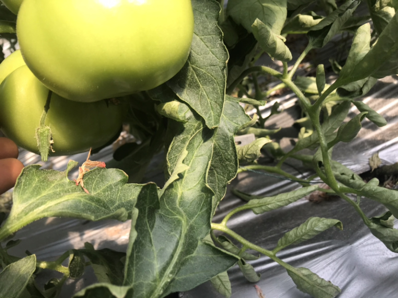 西红柿🍅