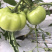 西红柿🍅