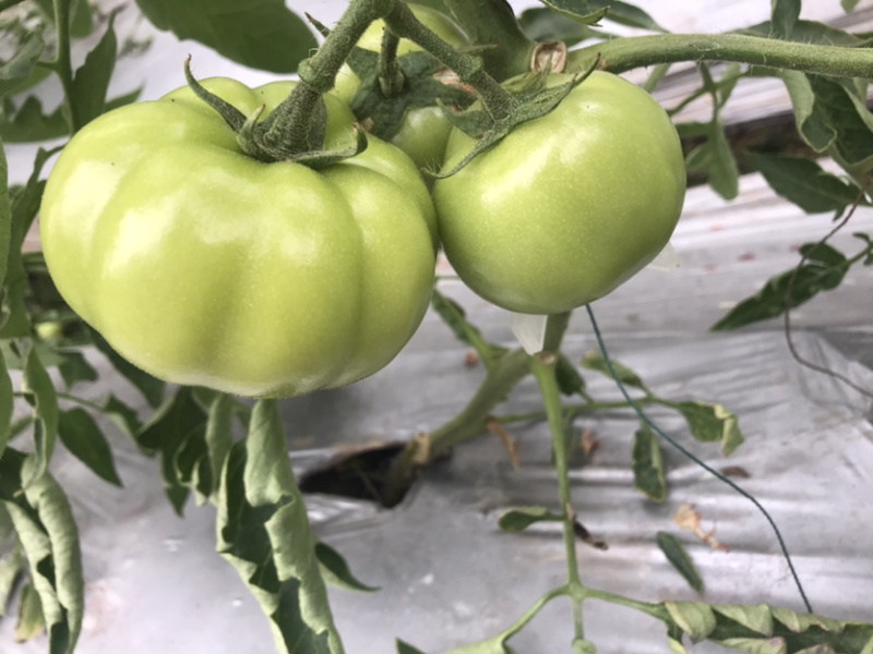 西红柿🍅
