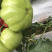 西红柿🍅
