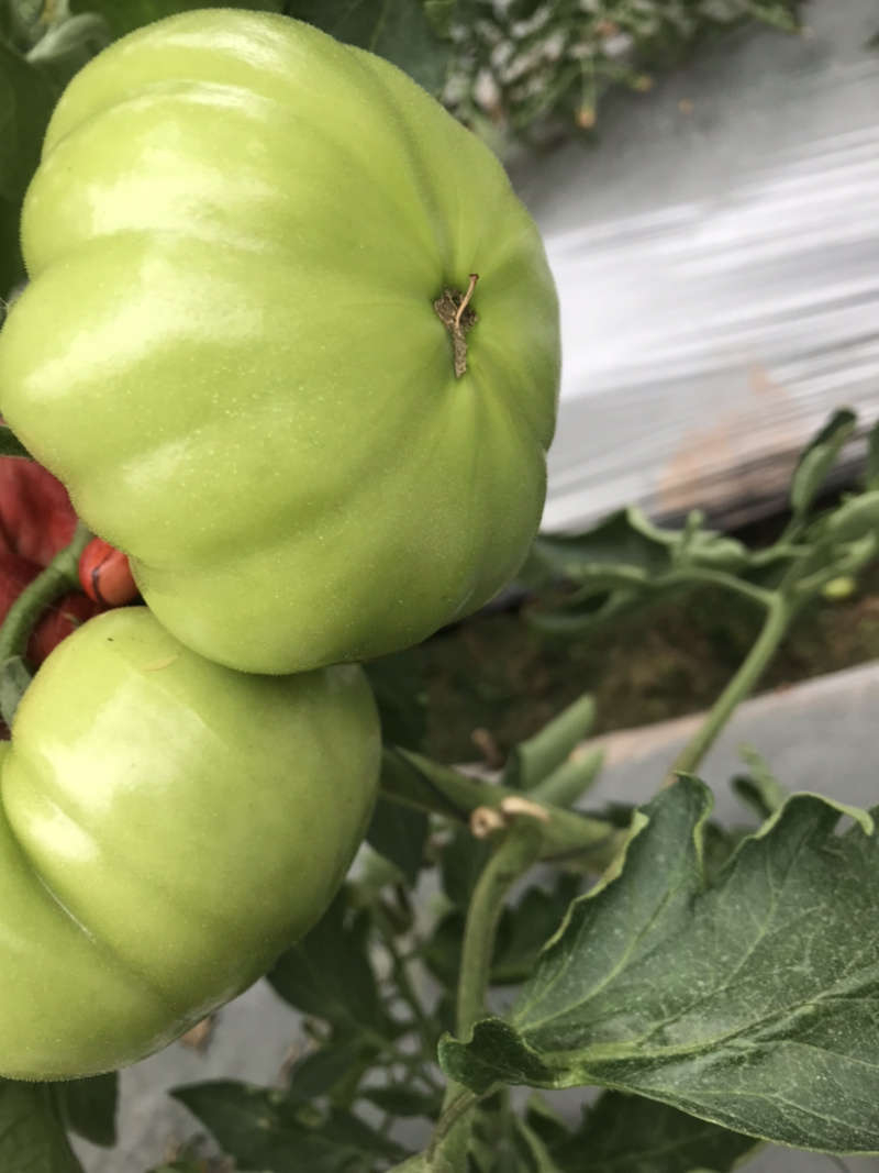 西红柿🍅