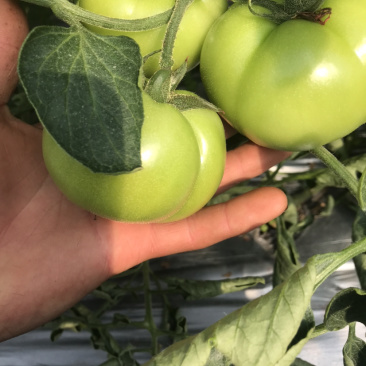 西红柿🍅