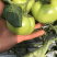 西红柿🍅