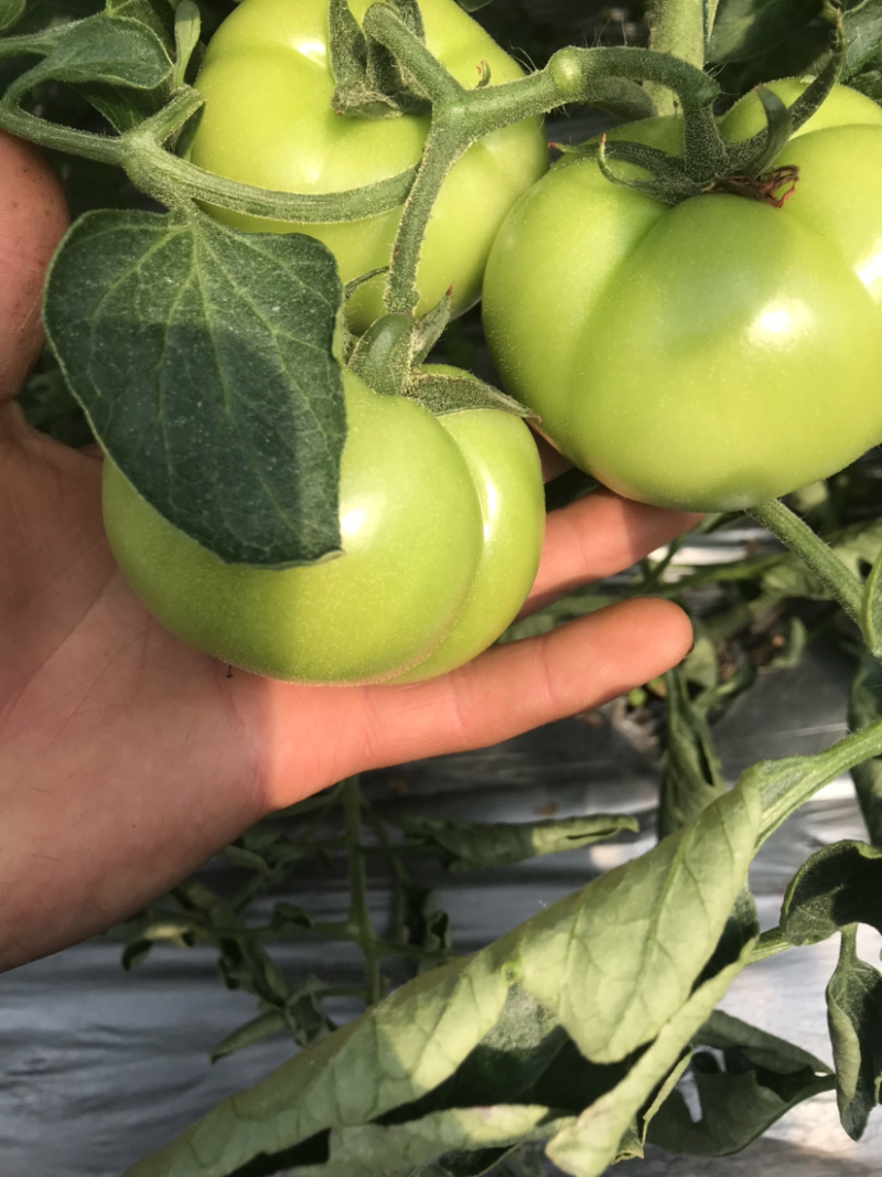 西红柿🍅