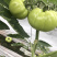 西红柿🍅