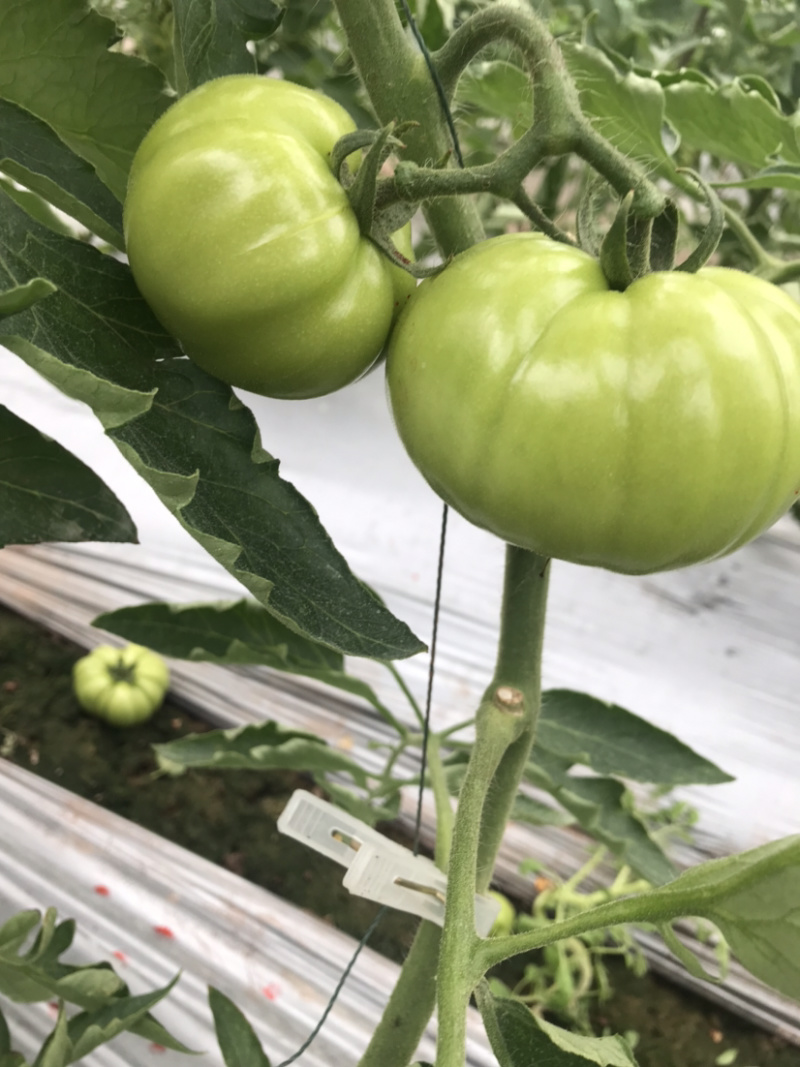 西红柿🍅