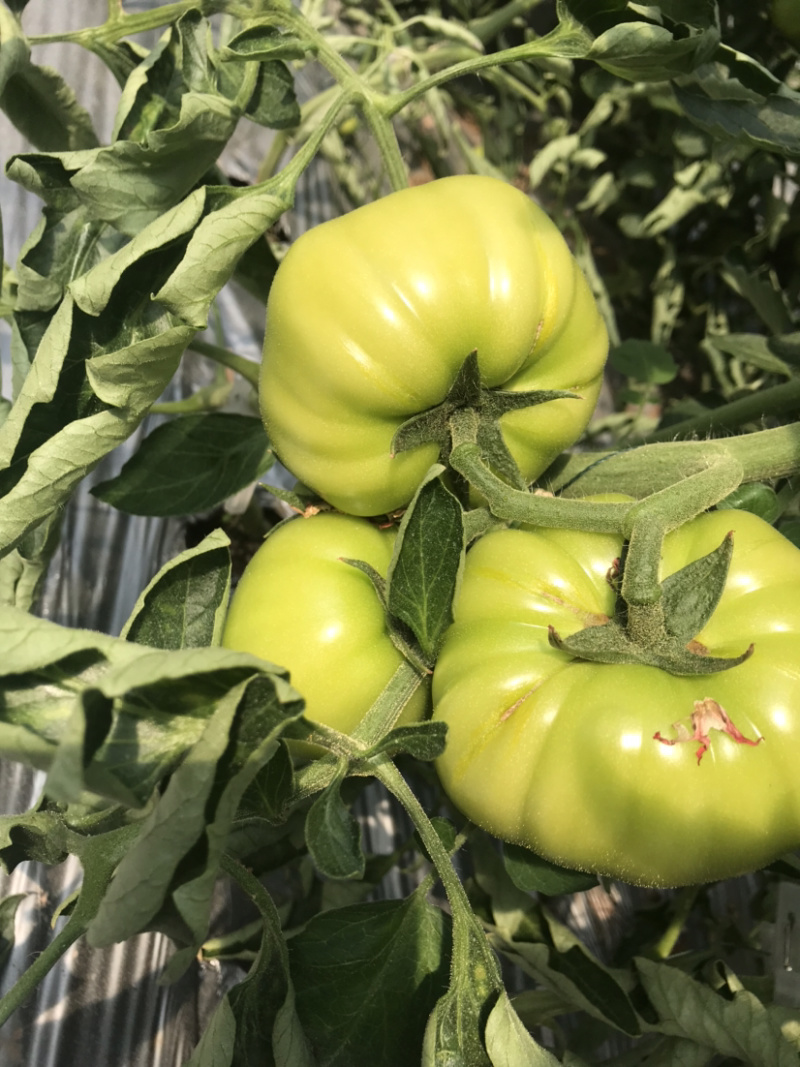 西红柿🍅