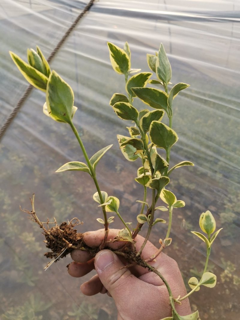 花叶蔓长春花叶蔓产地直发量大优惠基地直发