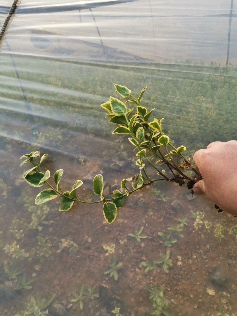 花叶蔓长春花叶蔓产地直发量大优惠基地直发