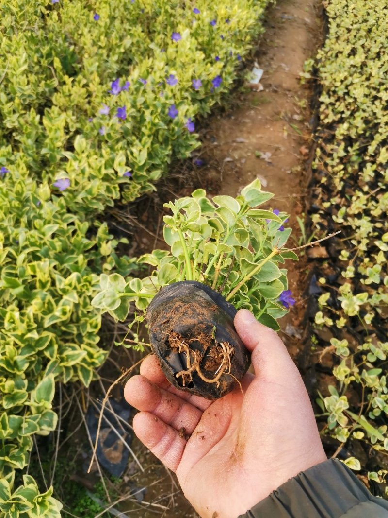 花叶蔓长春花叶蔓产地直发量大优惠基地直发