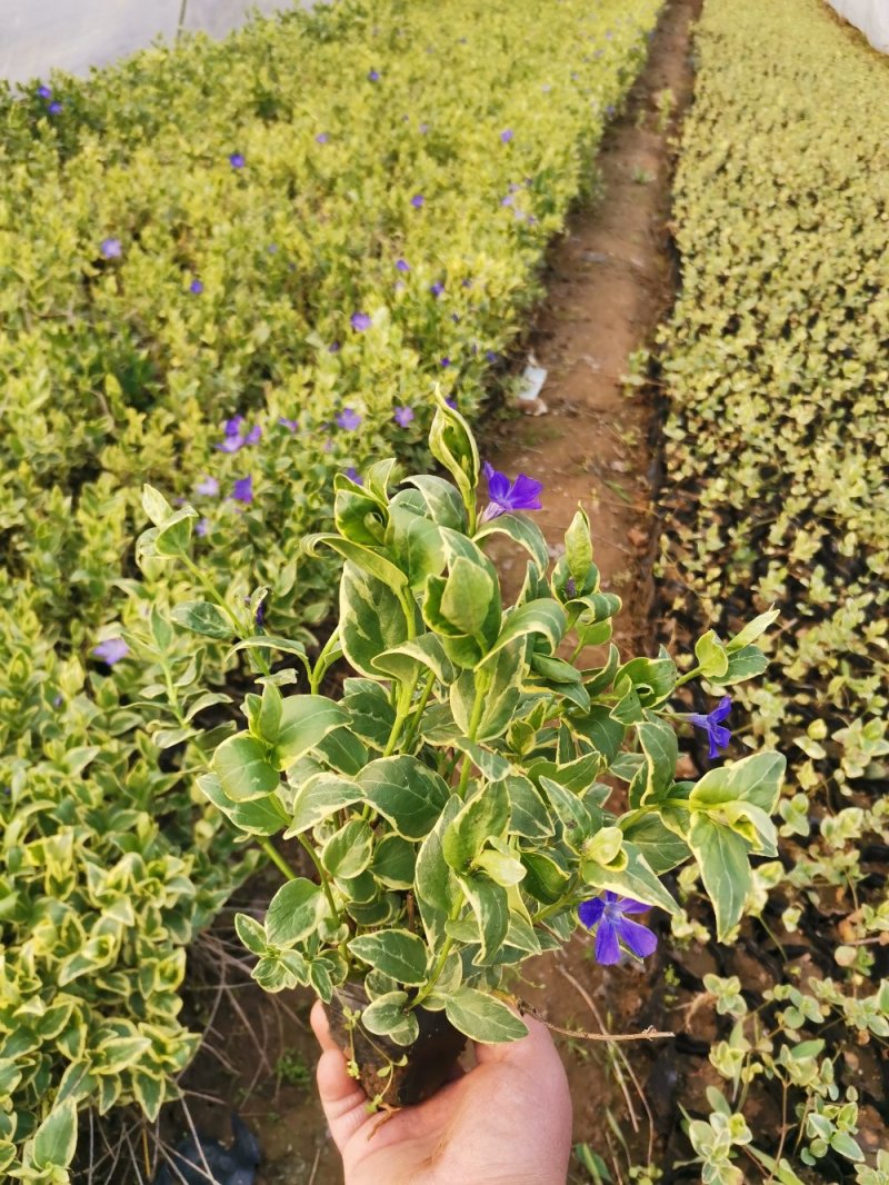 花叶蔓长春花叶蔓产地直发量大优惠基地直发