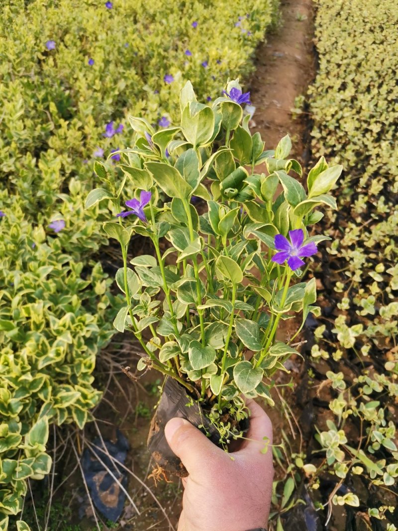 花叶蔓长春花叶蔓产地直发量大优惠基地直发