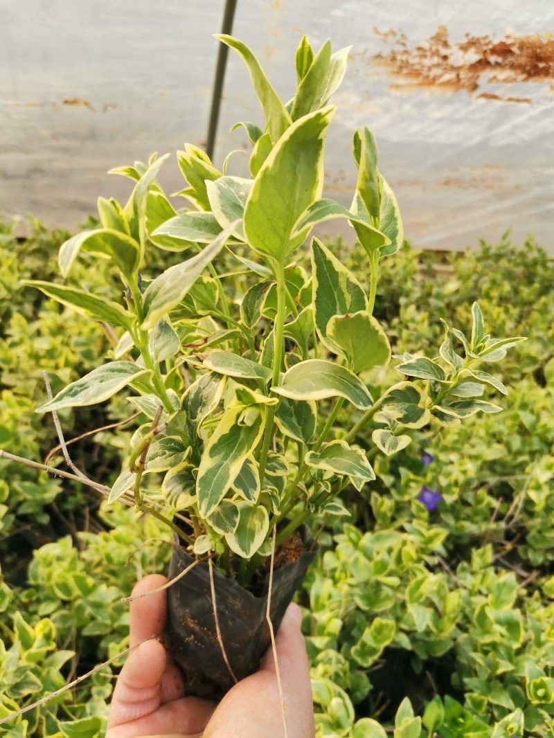 花叶蔓长春花叶蔓产地直发量大优惠基地直发