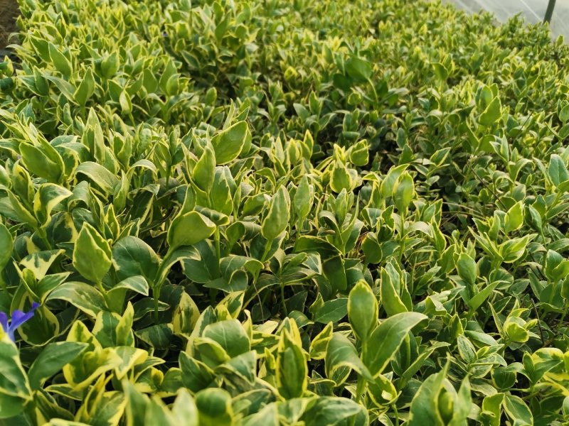 花叶蔓长春花叶蔓产地直发量大优惠基地直发