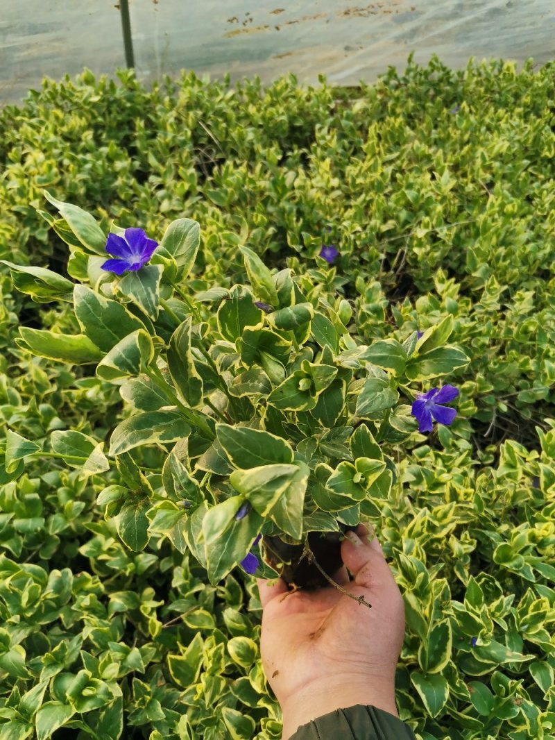 花叶蔓长春花叶蔓产地直发量大优惠基地直发