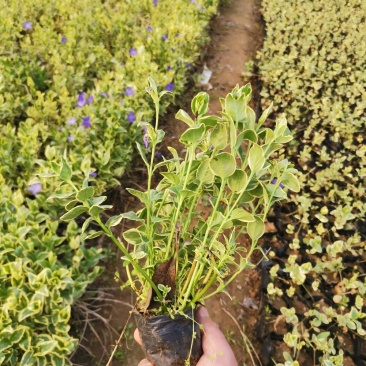 花叶蔓长春花叶蔓产地直发量大优惠基地直发