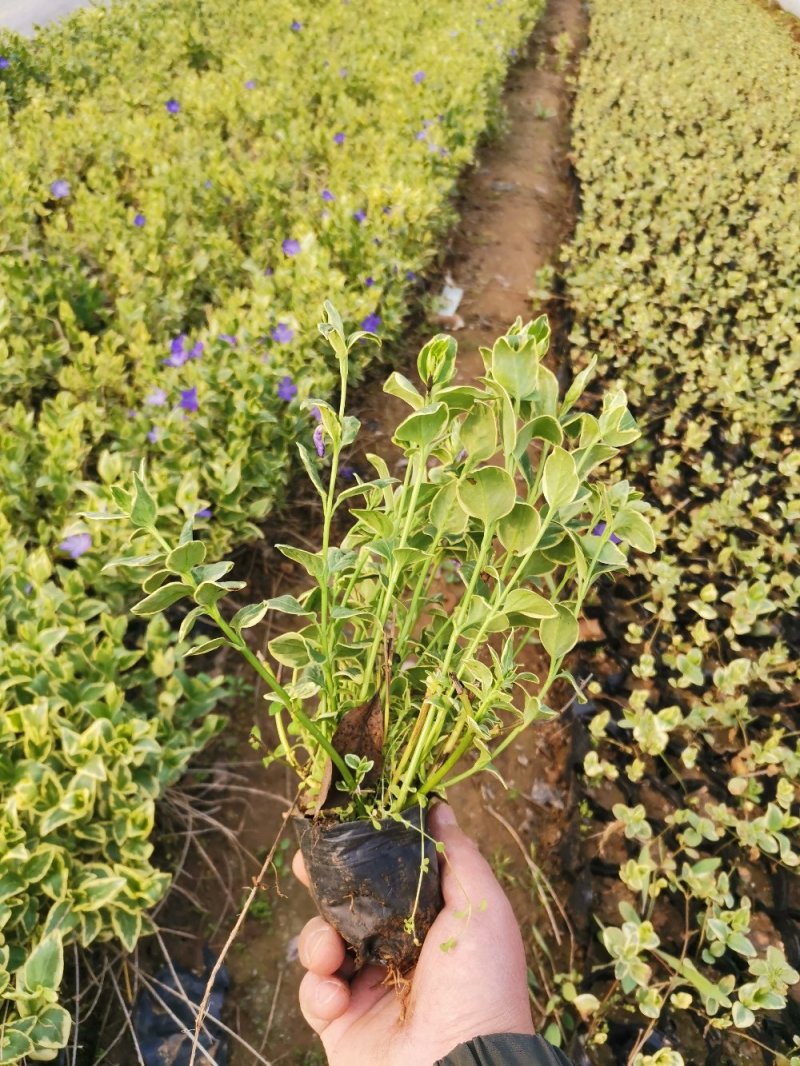 花叶蔓长春花叶蔓产地直发量大优惠基地直发