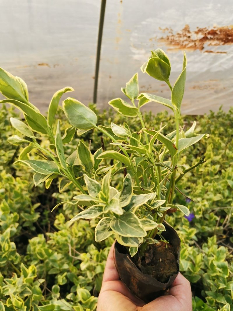 花叶蔓长春花叶蔓产地直发量大优惠基地直发