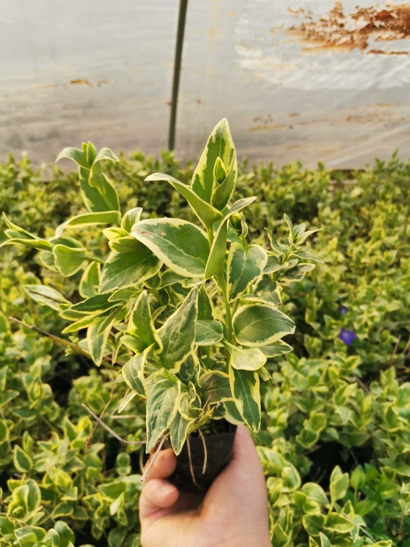 花叶蔓长春花叶蔓产地直发量大优惠基地直发