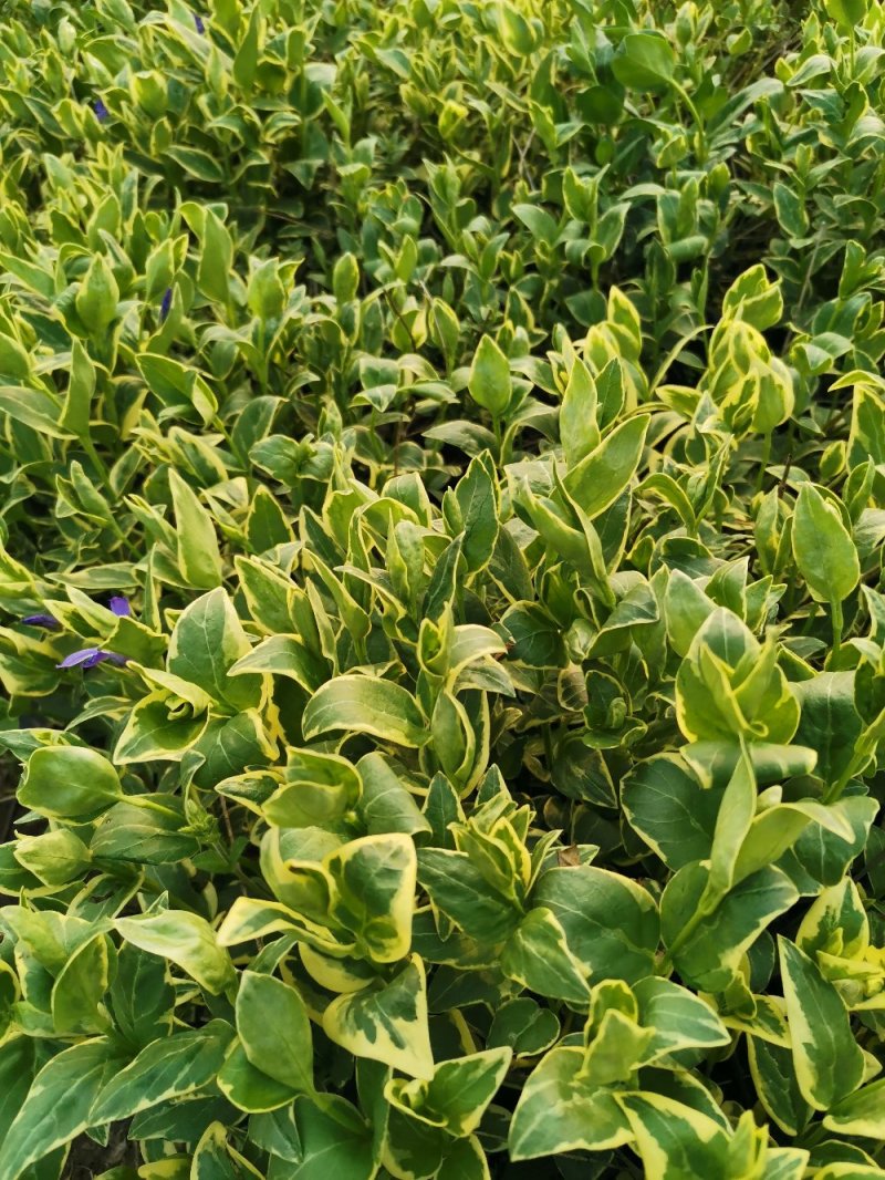 花叶蔓长春花叶蔓产地直发量大优惠基地直发
