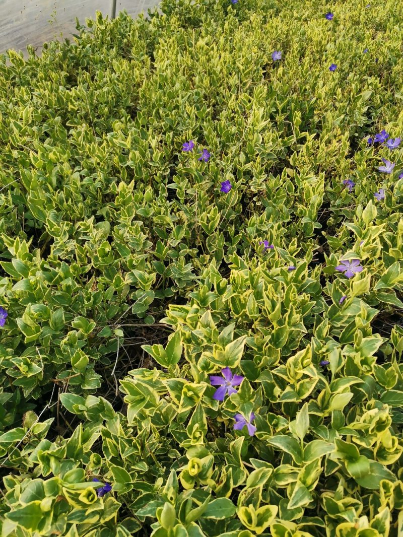 花叶蔓长春花叶蔓产地直发量大优惠基地直发