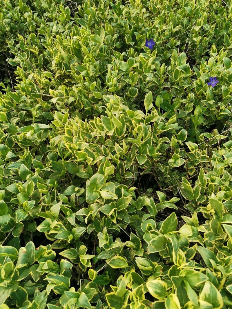 花叶蔓长春花叶蔓产地直发量大优惠基地直发