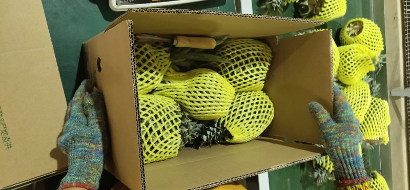 湛江小菠萝一件代发包邮包售后
