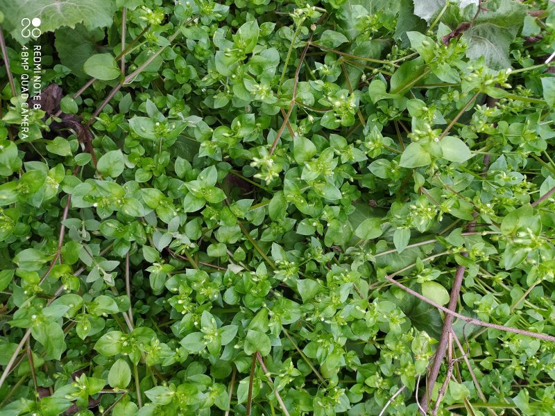 贵州毕节可乐乡古夜郎大山野生鹅肠菜野生全草下单现采现