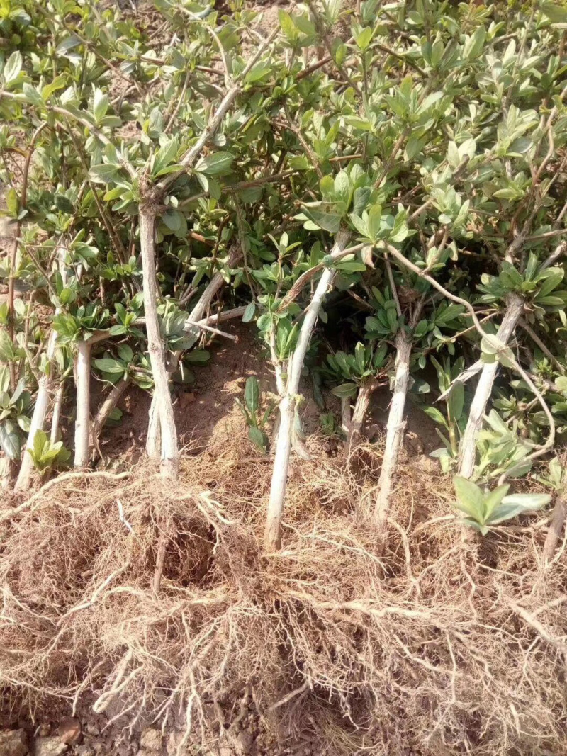 金银花树枸杞树，盆景桩，占地树，采摘树，