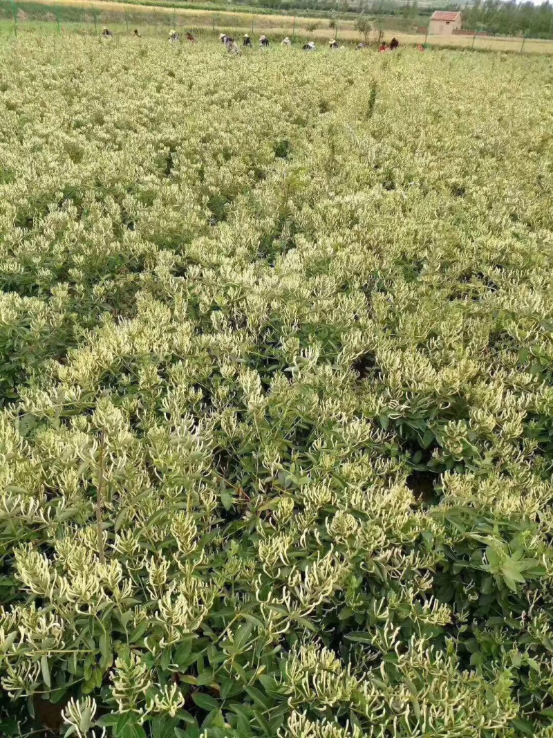 金银花树枸杞树，盆景桩，占地树，采摘树，