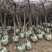 金银花树枸杞树，盆景桩，占地树，采摘树，