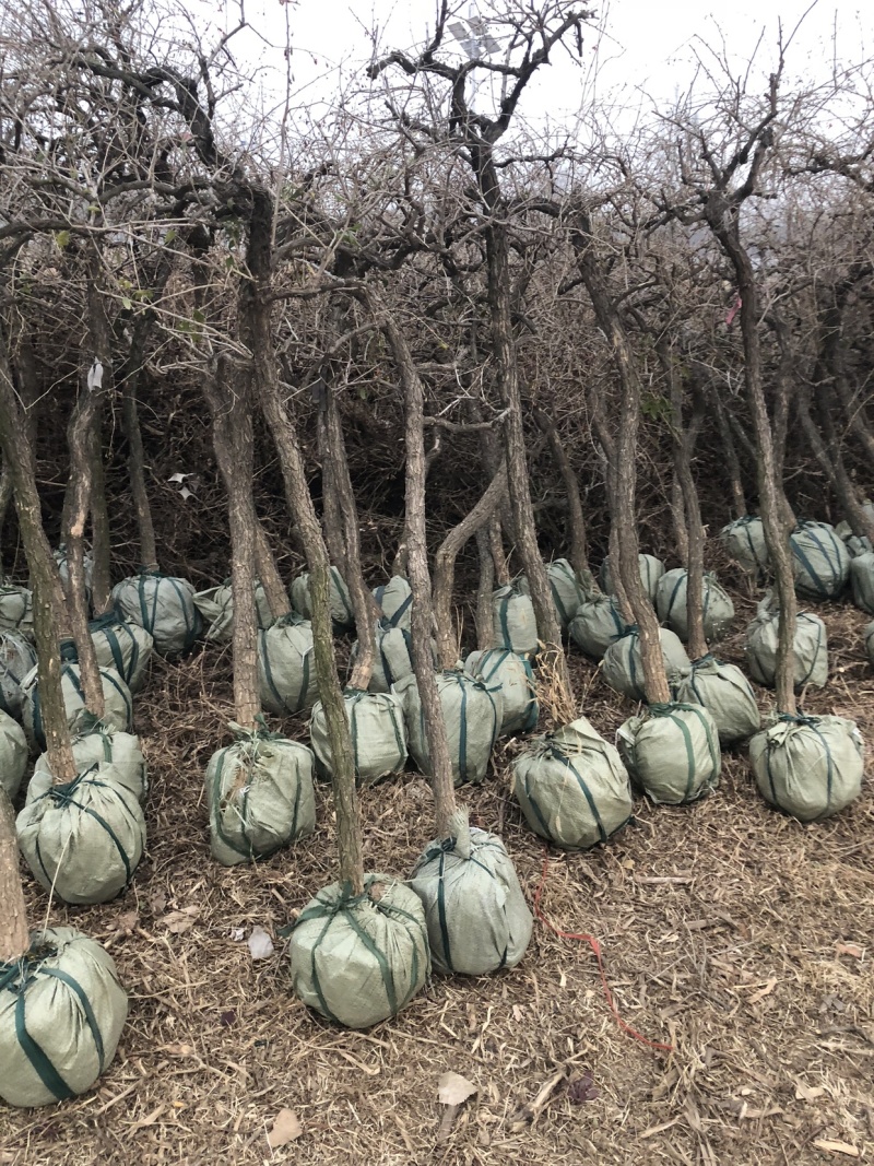 金银花树枸杞树，盆景桩，占地树，采摘树，