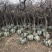 金银花树枸杞树，盆景桩，占地树，采摘树，