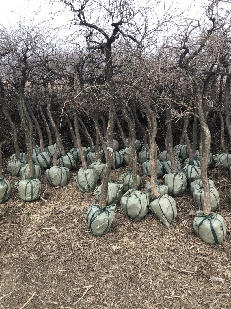 金银花树枸杞树，盆景桩，占地树，采摘树，