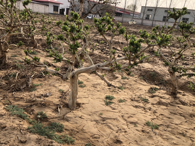 金银花树枸杞树，盆景桩，占地树，采摘树，