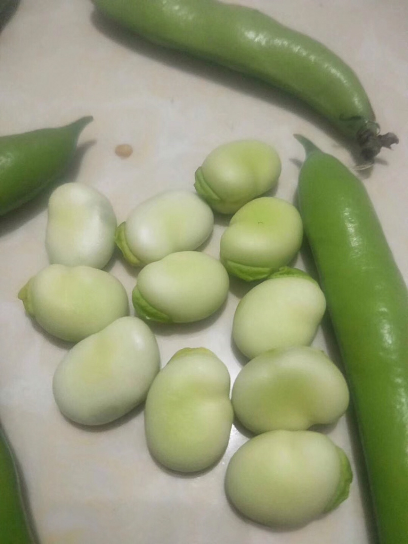 热卖！四川胡豆，蚕豆每天现摘现发。保质，保量。