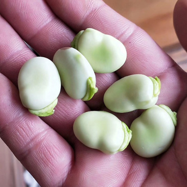 热卖！四川胡豆，蚕豆每天现摘现发。保质，保量。