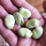 热卖！四川胡豆，蚕豆每天现摘现发。保质，保量。