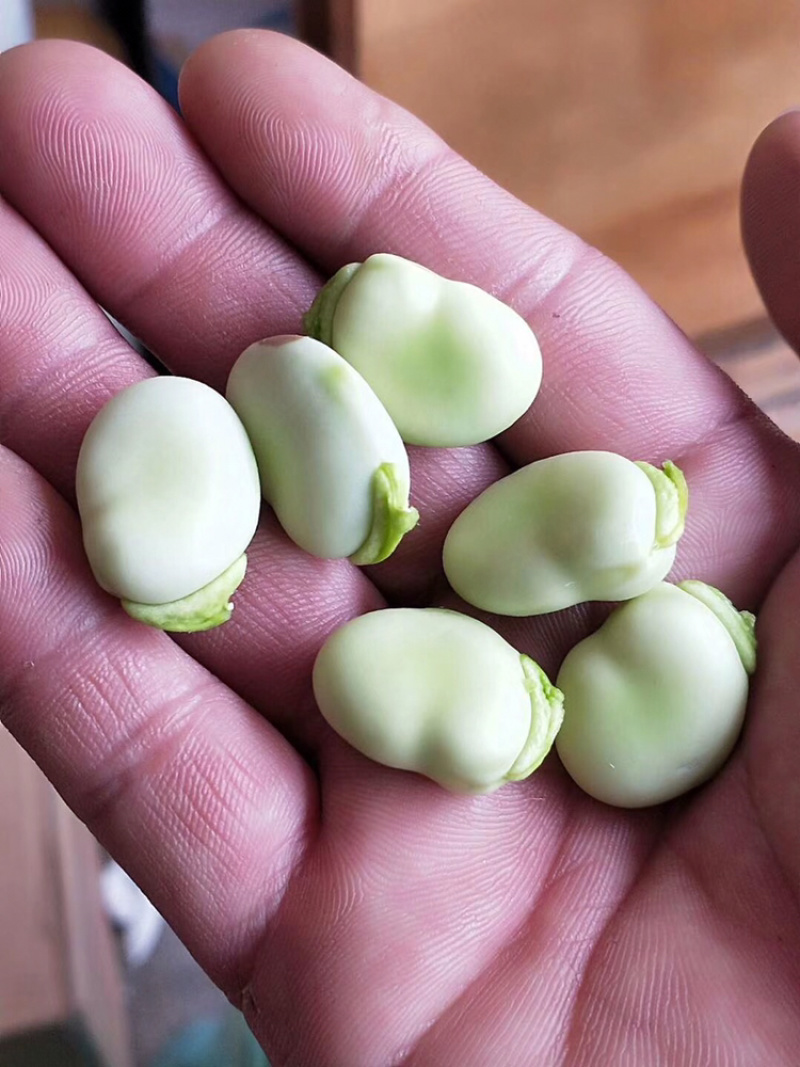 热卖！四川胡豆，蚕豆每天现摘现发。保质，保量。